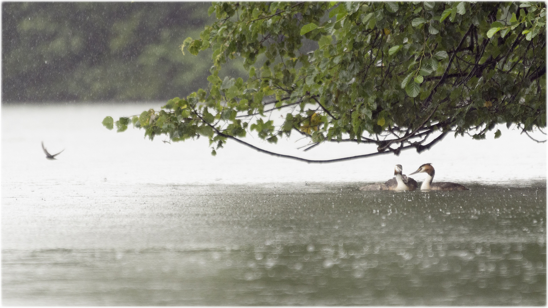 Häubchen bei Regen 01