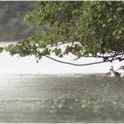 Häubchen bei Regen 01