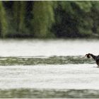 Häubchen bei Regen 02