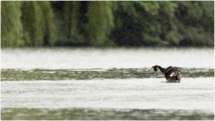 Häubchen bei Regen 02