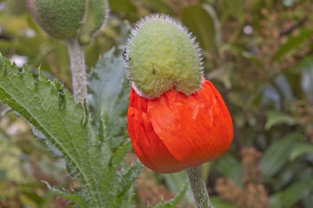 Häubchen für die Blüte