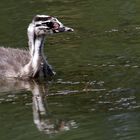 "Häubchen und sein lauter Hungerschrei"