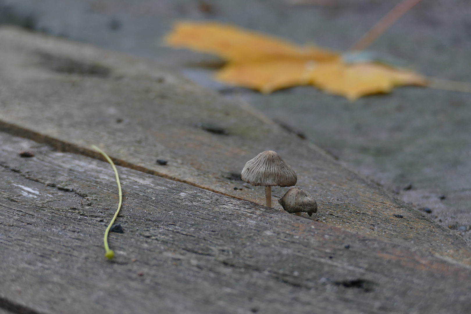 Häublinge (Galerina)