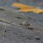 Häublinge (Galerina)