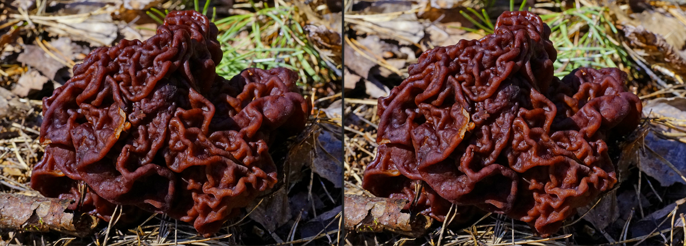 Häufchen am Wegesrand - Es ist Pilzsaison (3D-X-View Cha-Cha)