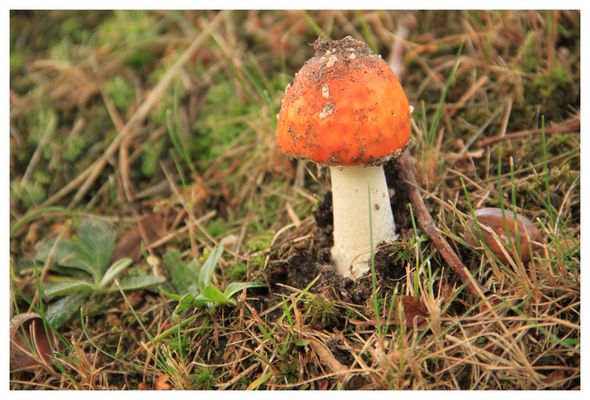 Häufchen auf Hütchen