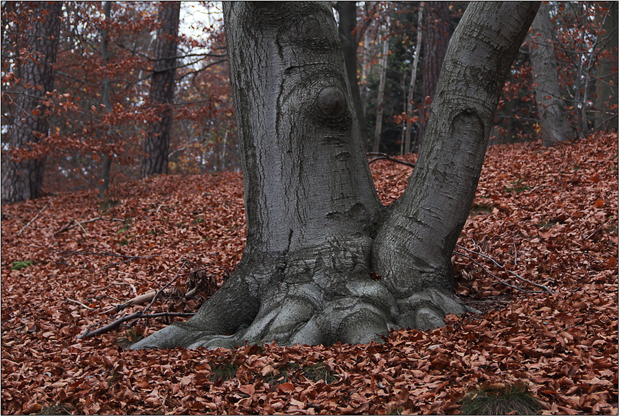 Häufig trifft man im Wald ...