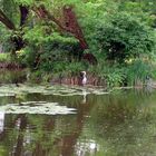 Häufiger Besucher am Karpfenteich - der Graureiher