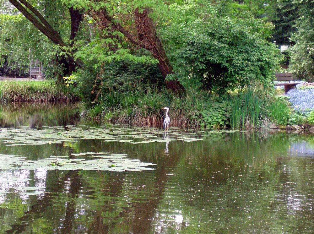 Häufiger Besucher am Karpfenteich - der Graureiher