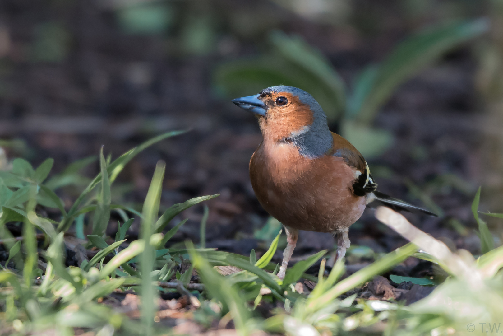 häufiger Gast: Fringilla coelebs (Buchfink)