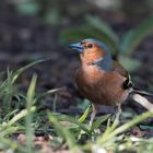 häufiger Gast: Fringilla coelebs (Buchfink)