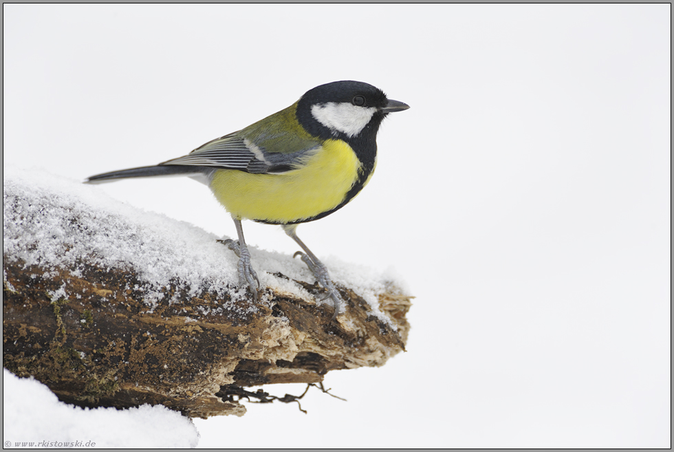 häufiger Gast... Kohlmeise *Parus major*