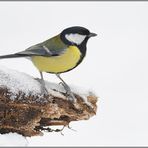 häufiger Gast... Kohlmeise *Parus major*