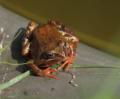 Häufigste Froschart...