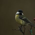 ...häufigster Gast im Garten