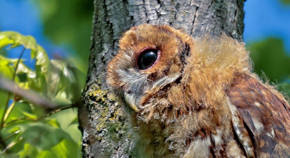 HÄUPTLING KLEINE FEDER