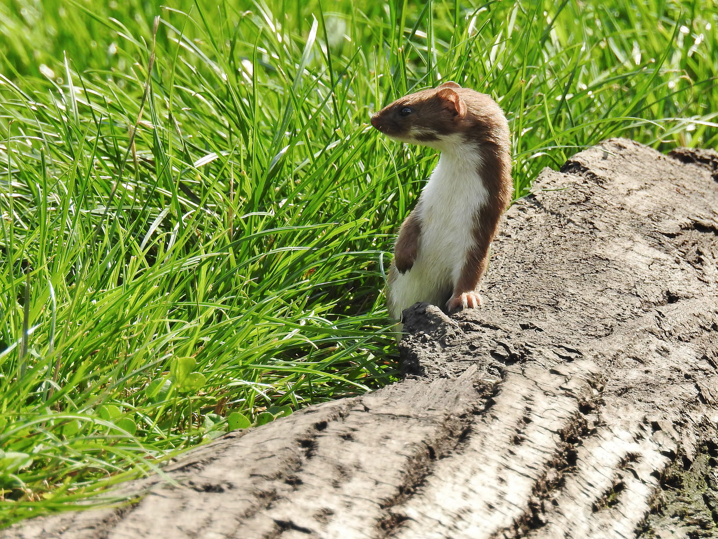 &amp;quot;Häuptling Knopfauge&amp;quot;..... Foto &amp; Bild | natur, tiere, wildlife Bilder ...