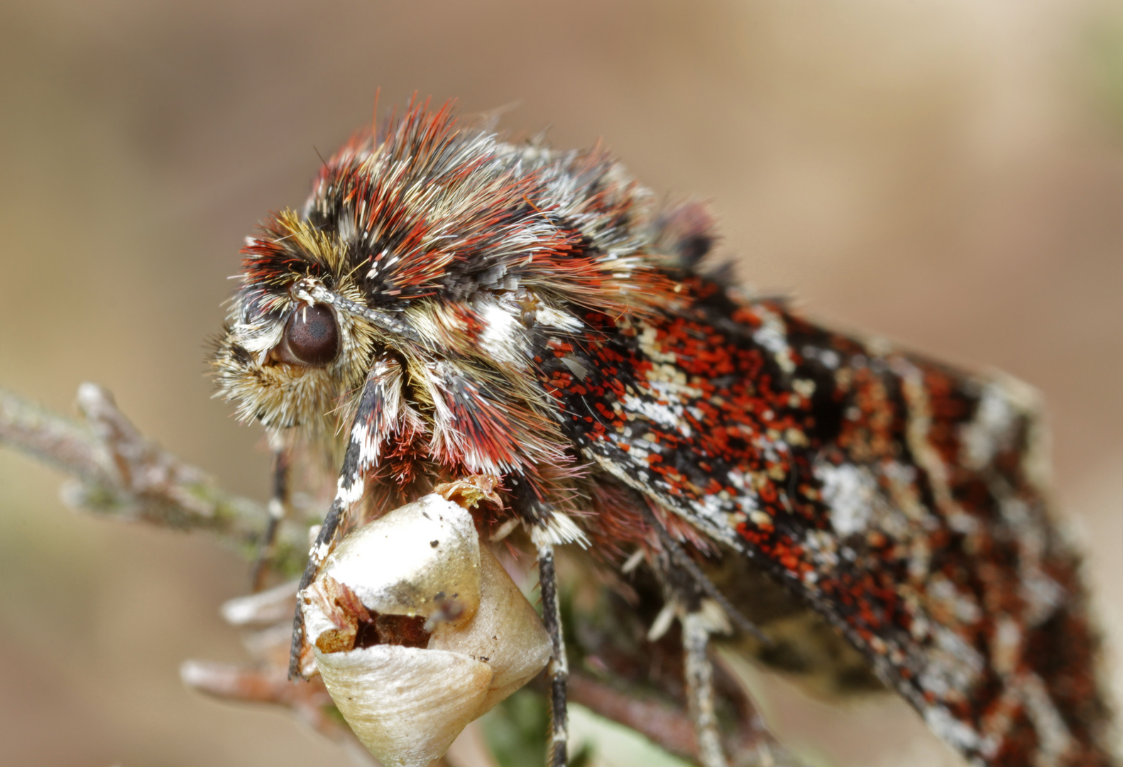 Häuptling rote Schuppe