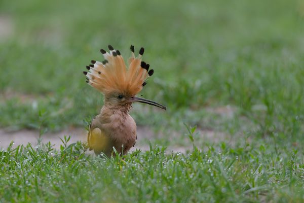 Häuptling und Indianer
