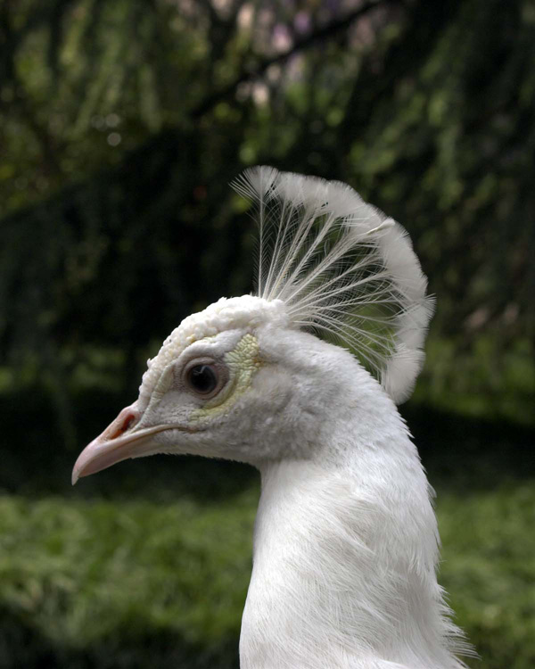 Häuptling Weiße Feder