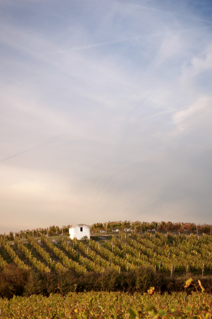 Häuschen im herbstlichen Weinberg