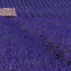 Häuschen im Lavendelfeld