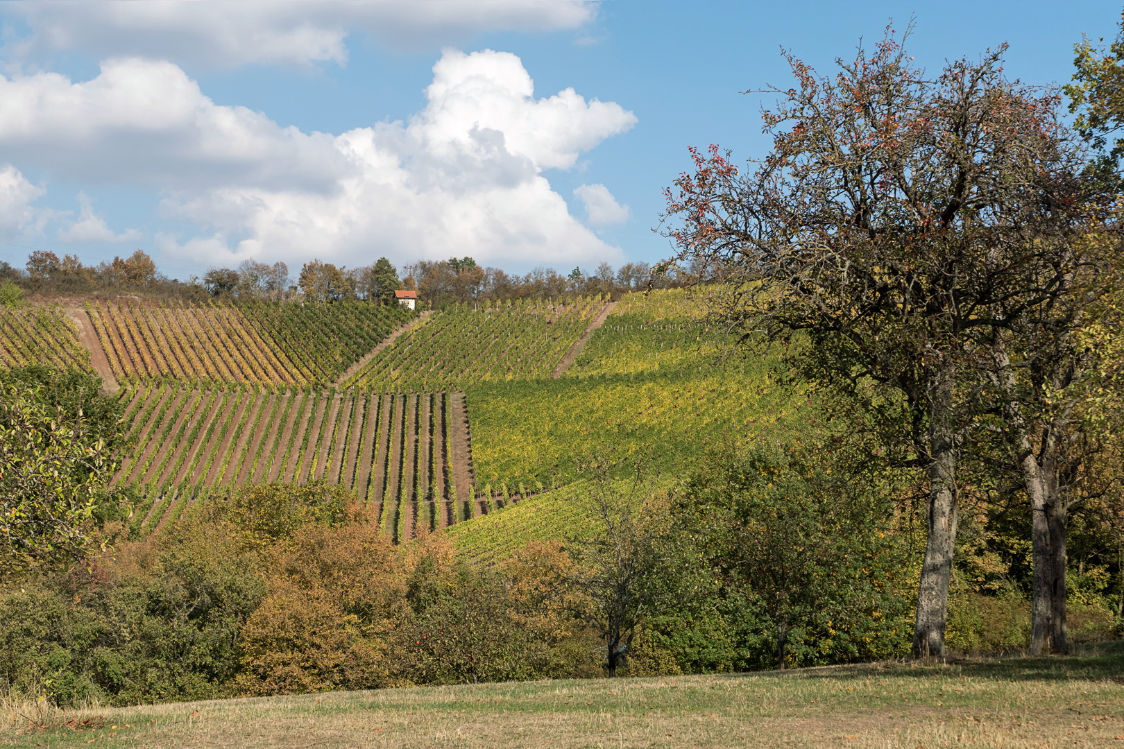 Häuschen im Weinberg