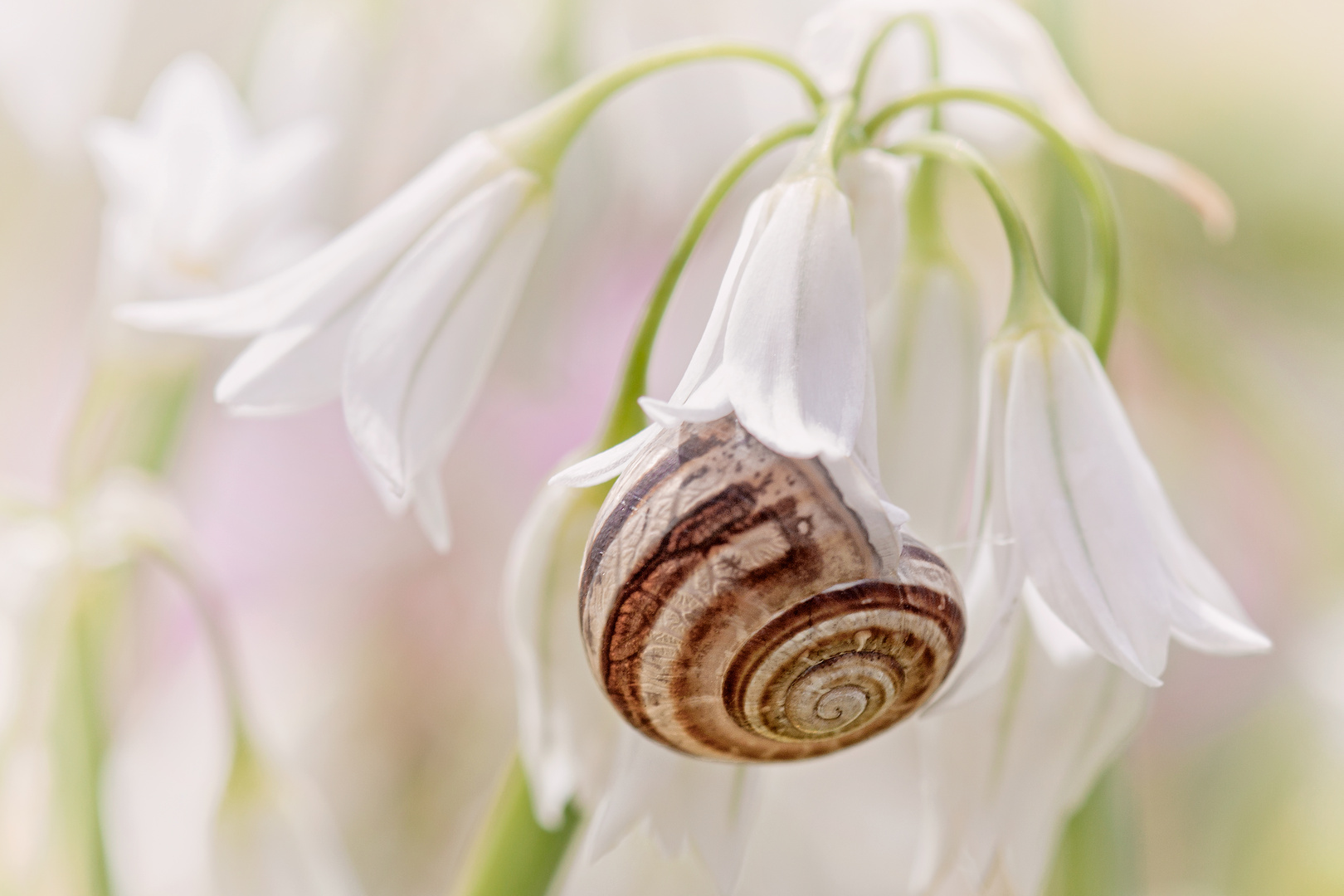 Häuschen mit Garten