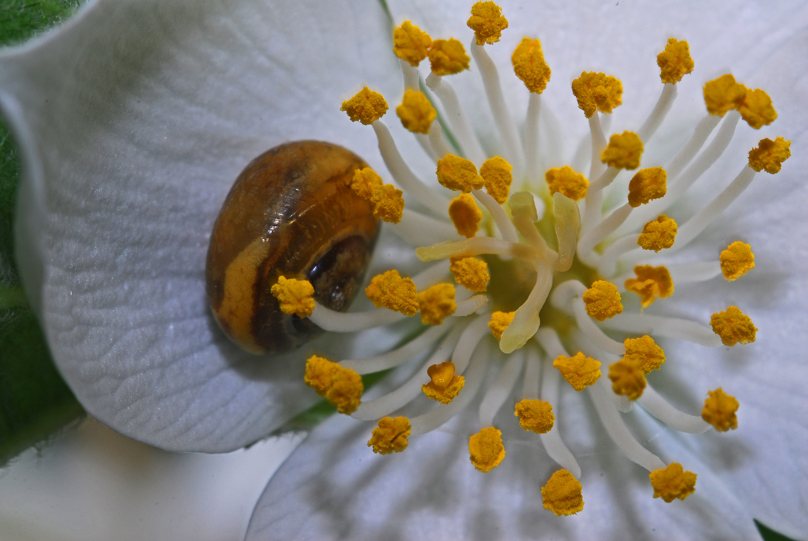 Häuschenschneckchen in Jasminblüte - unglaublich robust & mutig