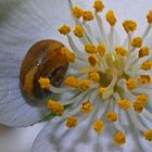 Häuschenschneckchen in Jasminblüte - unglaublich robust & mutig