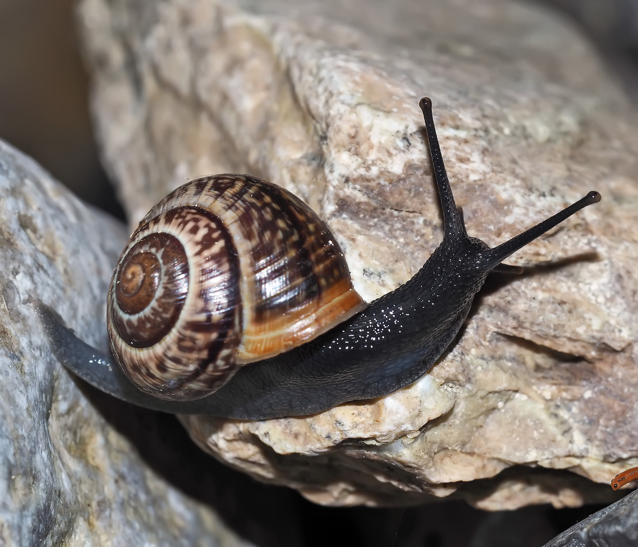 Häuschenschnecke im Bergbach