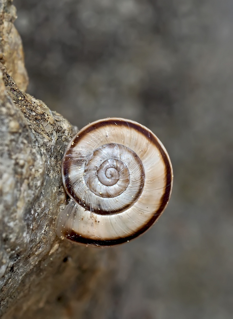 Häuschenschnecke - Schneckenhäuschen: ein Schmuckstück! - Un escargot trouvé sur un grand rocher.