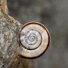 Häuschenschnecke - Schneckenhäuschen: ein Schmuckstück! - Un escargot trouvé sur un grand rocher.