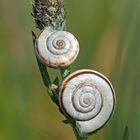 Häuschenschnecken, die ohne Trockenheit und Sonnenschein nicht überleben können! - Escargots...