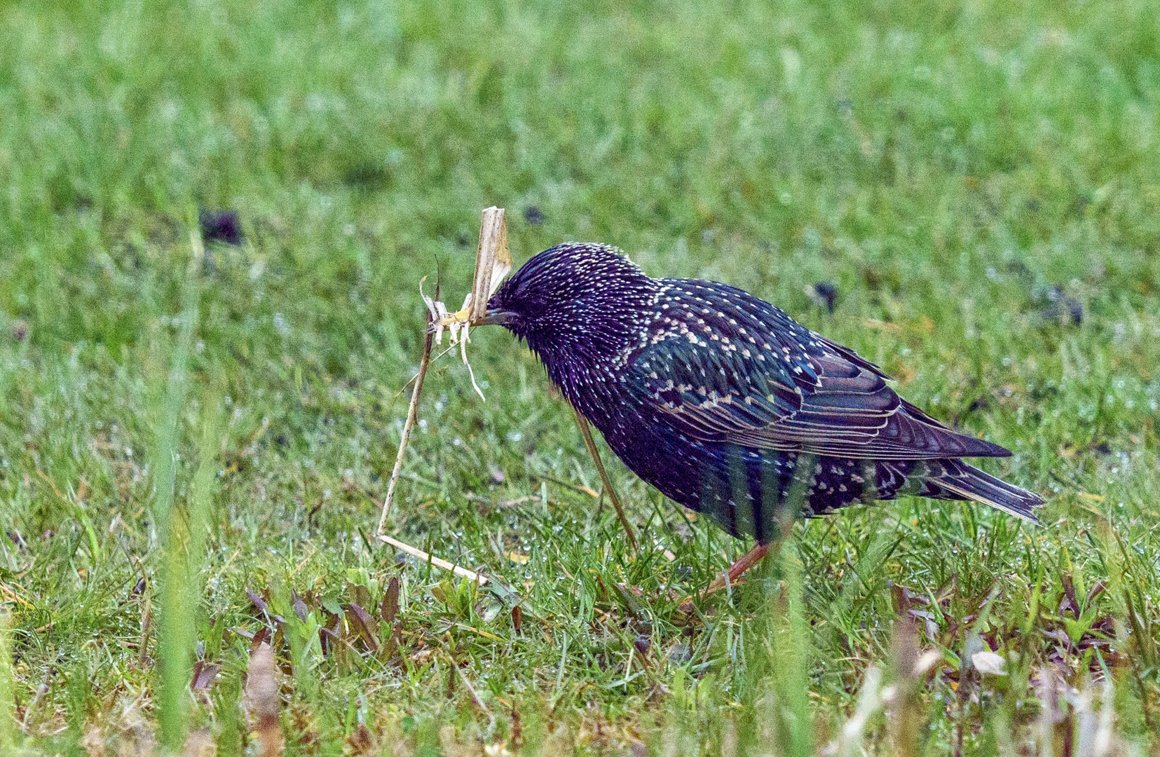 Hauslebauer Foto & Bild tiere, wildlife, natur Bilder auf fotoco