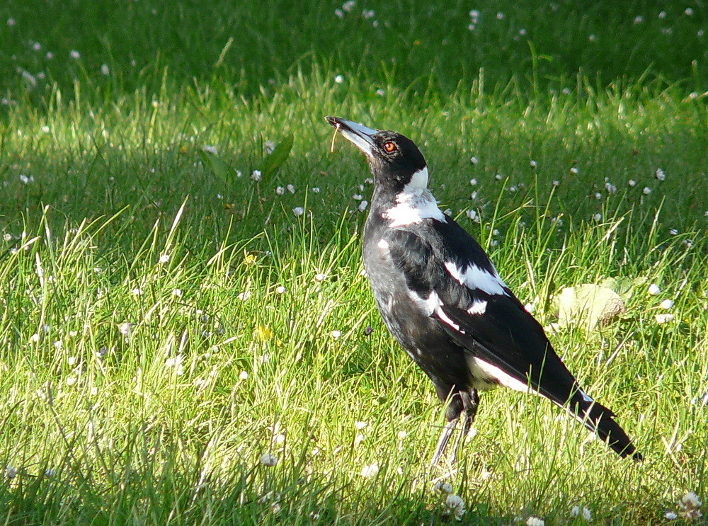 Häuslebauer