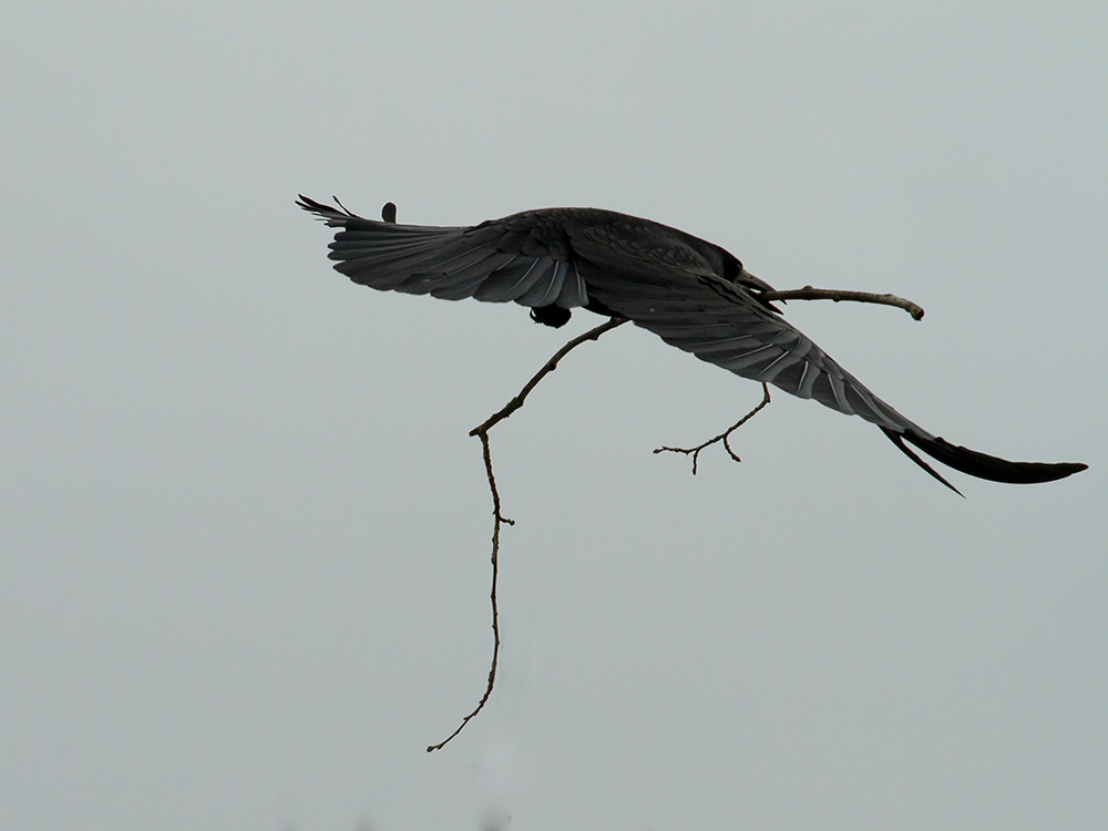 Hauslebauer Foto & Bild tiere, wildlife, wild lebende vogel