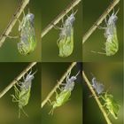 Häutung einer grünen Stinkwanze in sechs Bildern