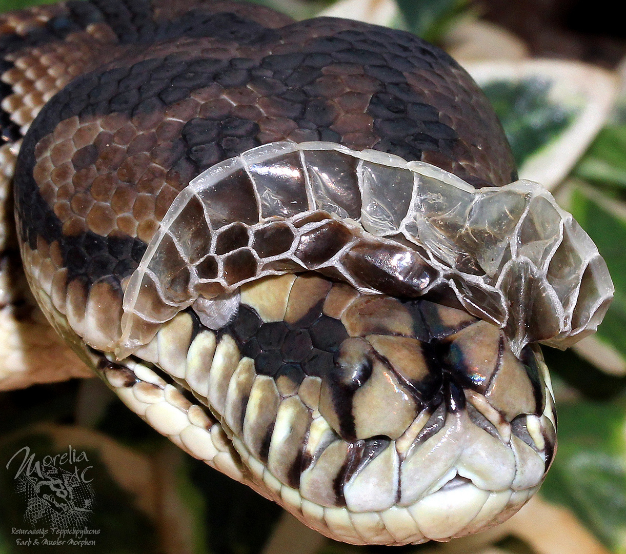 Häutung Teppichpython