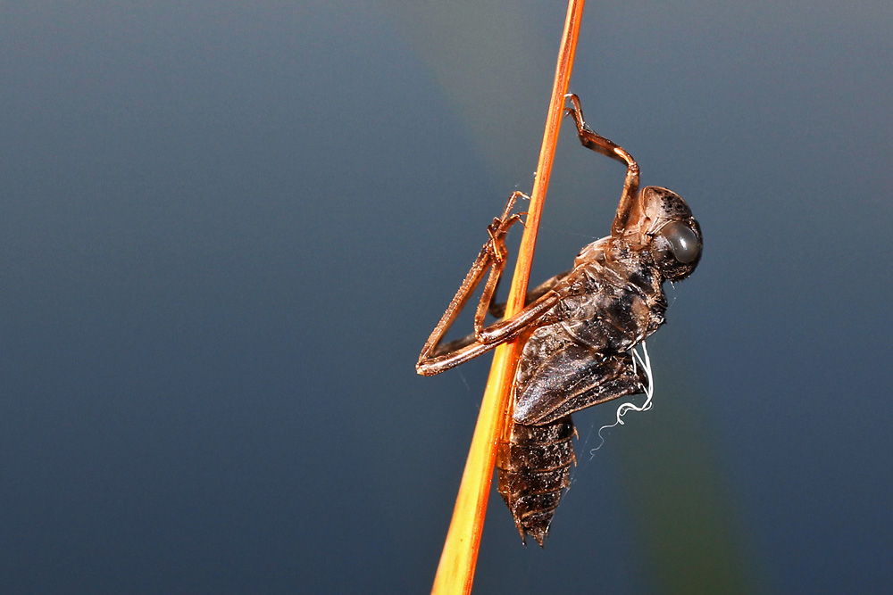 Häutungshemd einer Libelle