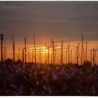 Hafen Howth im Abendrot