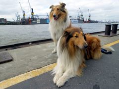 Hafen Hunde