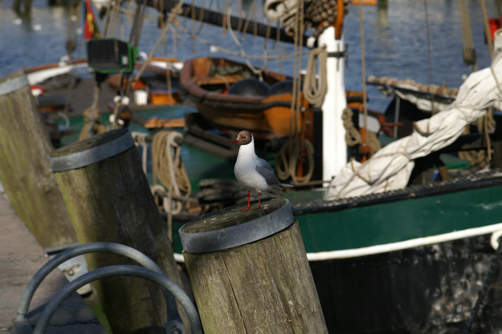 hafen in husum