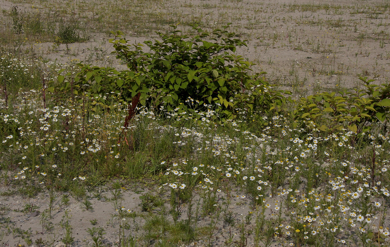 Hafen-Kamillen-Blüten