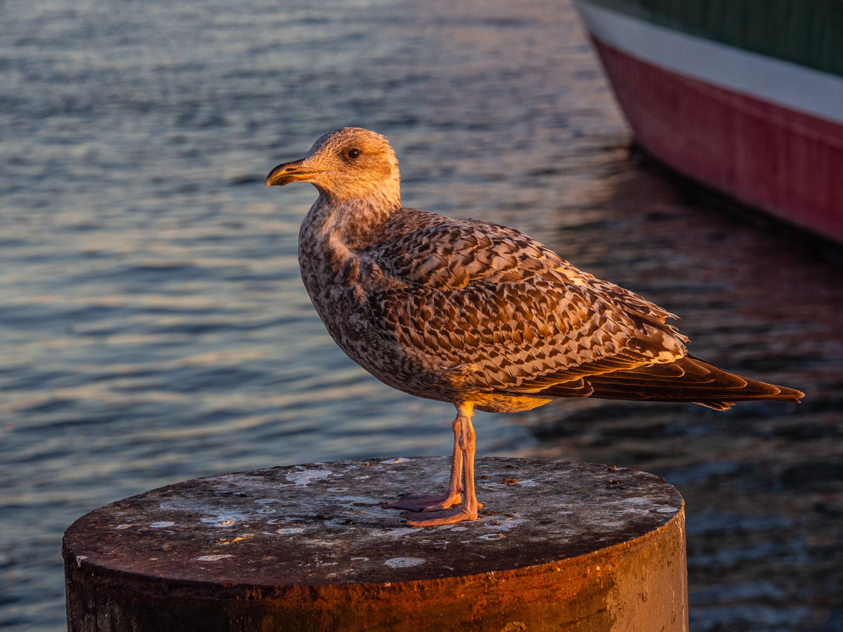 "Hafen-Möwe"