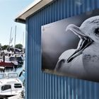 Hafen Niendorf, Ostsee