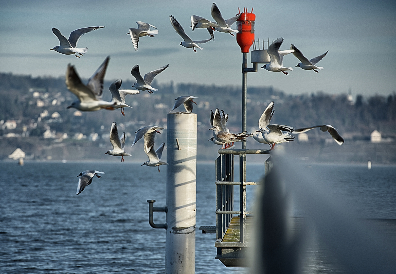 Hafen Pfäffikon SZ und Möwen