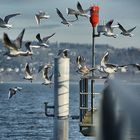 Hafen Pfäffikon SZ und Möwen