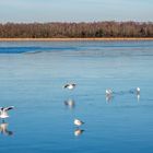 Hafen Ribnitz - Februar 2023