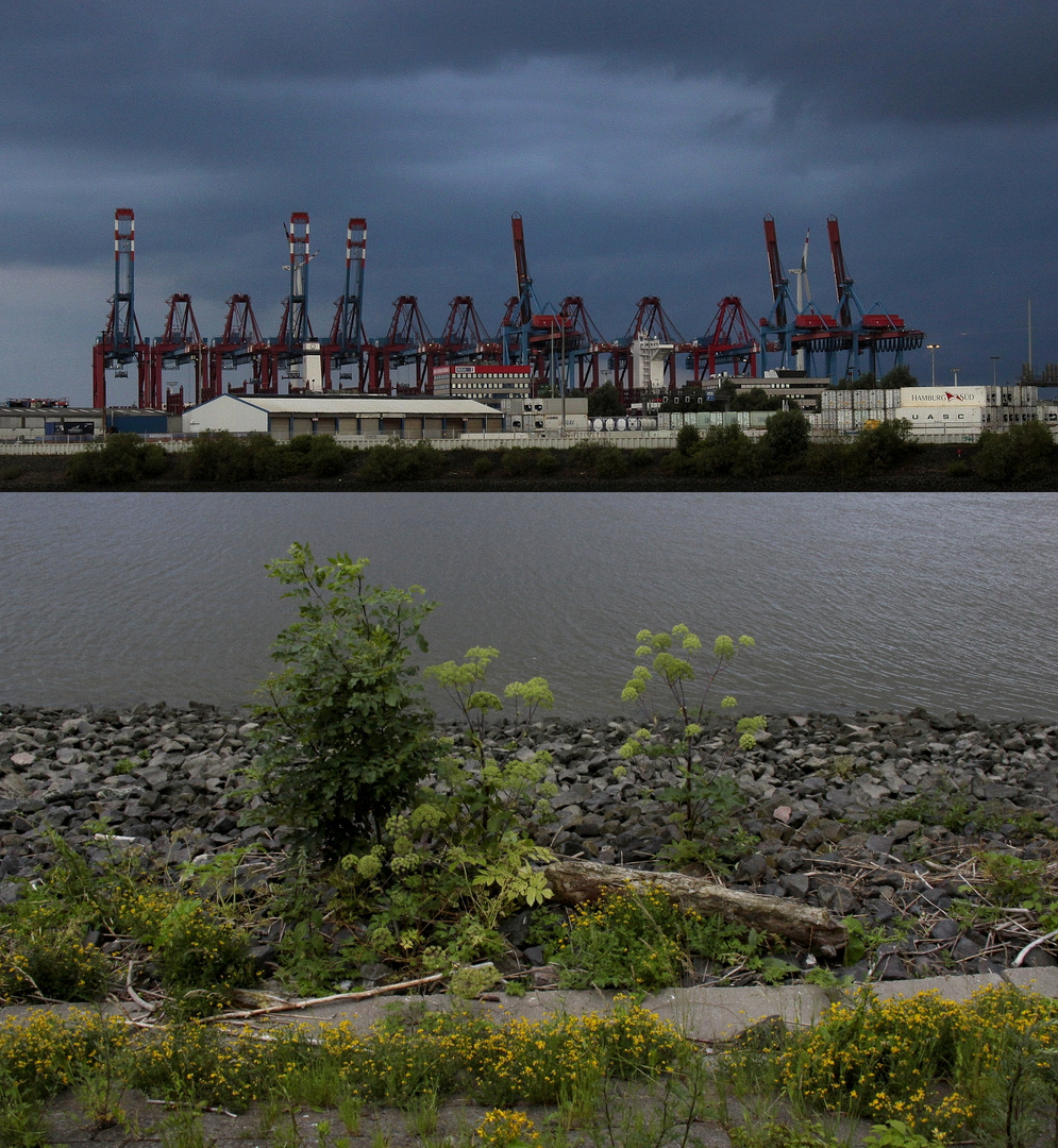 Hafen-Vegetation und -Kräne